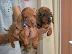 PoulaTo: Excellence Dachshund Puppies Αρσενικό και Θηλυκό