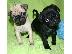 PoulaTo: Pug mops παγκ