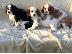 PoulaTo: Cavalier King Charles Spaniel