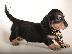 PoulaTo: Μίνι Dachshunds