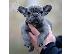 PoulaTo: French bulldog Blue