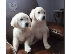 PoulaTo: Golden Retriever κουτάβια 5 κορίτσια 2 αγόρια