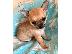 PoulaTo: Κουτάβια Beutifull Chihuahua για Rehoming