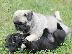 PoulaTo: Υπέροχο αγνό κουτάβι Pug Pug.