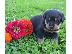 PoulaTo: Marvelous Rottweiler for adoption