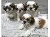 PoulaTo: Πωλείται κουτάβι Shih Tzu