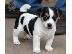 PoulaTo: Jack Russell Terrier κουτάβια