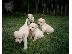 PoulaTo: labrador