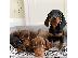 PoulaTo: Πωλείται Cavalier King Charles Spaniel