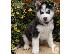 PoulaTo: Siberian Husky κουτάβια Μπλε μάτια έτοιμα