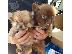 PoulaTo: Pomeranian mini