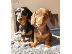 PoulaTo: Dachshund κουτάβια προς πώληση