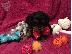 PoulaTo: Cavalier King Charles Puppies