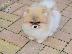 PoulaTo: όμορφα Pomeranian Puppies προς πώληση