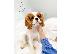 PoulaTo: Φοβερός Cavalier King Charles
