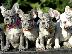 PoulaTo: French bulldog merle