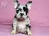 PoulaTo: French bulldog merle
