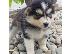 PoulaTo: Πωλούνται αξιολάτρευτα κουτάβια Pomsky.