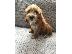 PoulaTo: Mini Cavapoo κουτάβια διαθέσιμα τώρα