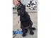 PoulaTo: Cane Corso κουτάβια
