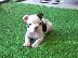 PoulaTo: French bulldog