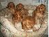 PoulaTo: Cocker Spaniel καθαροαιμα ΑΘΗΝΑ 6979314054