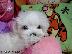 PoulaTo: Ανεκτίμητη γενεαλογία Maltese Puppy έτοιμο για υιοθεσία!...