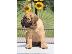 PoulaTo: Κουτάβια Cane Corso