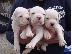 PoulaTo: DOGO ARGENTINO
