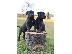 PoulaTo: Cane Corso κουτάβια
