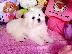 PoulaTo: Δύο Awesome T-Cup Pomeranian Puppies