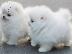 PoulaTo: Αγόρι και κορίτσι Kc Pomeranians. Kc pomeranians