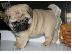PoulaTo: Pug κουτάβια προς πώληση