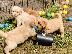 PoulaTo: Πωλούνται κουτάβια Golden Retriever