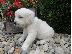 PoulaTo: Golden Retriever