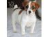 PoulaTo: Γλυκά γοητευτικά κουτάβια Jack Russell