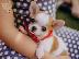 PoulaTo: Kc Εγγεγραμμένος Chihuahua Dog