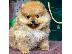 PoulaTo: POMERANIAN