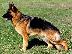 PoulaTo: German Shepherd καθαροαιμα Αθηνα-Θεσσαλονικη-κρητη 6979314054...