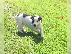 PoulaTo: Εξαιρετικά κουτάβια Jack Russell