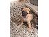 PoulaTo: Pug κουτάβια προς πώληση