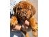 PoulaTo: Dogue de Bordeaux κουτάβια