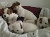 PoulaTo: JACK RUSSEL