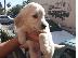 PoulaTo: Μαλτέζικα κουτάβια ( MALTESE)