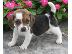 PoulaTo: κορυφαία ετοιμοπαράδοτα beagle