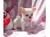 PoulaTo: Lovely κουτάβια Chihuahua προς πώληση