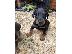 PoulaTo: Πιστά κουτάβια Doberman Pinscher