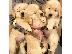 PoulaTo: Πωλούνται κουτάβια Golden Retriever