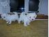 PoulaTo: Fantastic Maltese Puppies προς πώληση