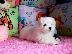 PoulaTo: Δύο Awesome T-Cup Pomeranian Puppies